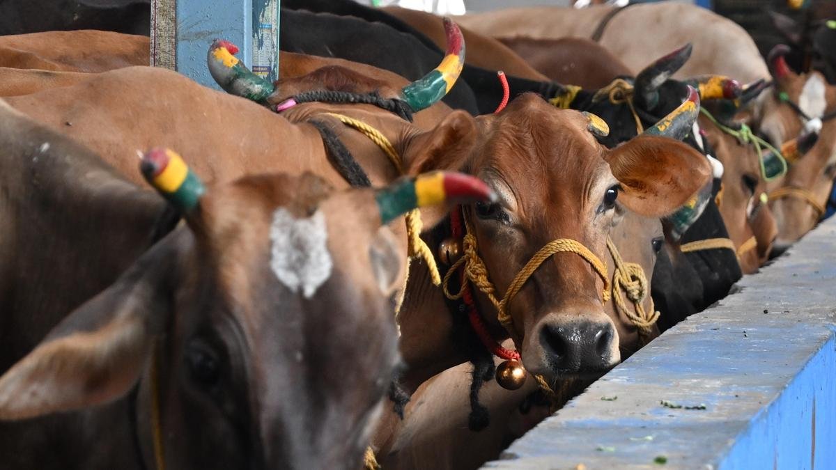 गोहत्या पर प्रतिबंध पर मद्रास HC के आदेश के खिलाफ तमिलनाडु ने SC में अपील की