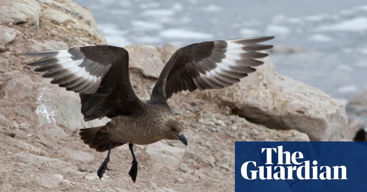 ‘A genuine wildlife emergency’: everything you need to know about the arrival of H5 bird flu in Australia | Environment