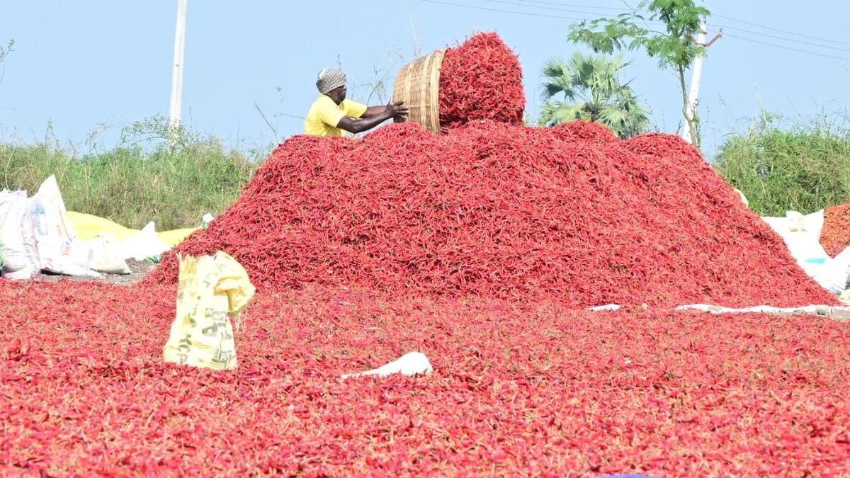 चीन के ना कहने के बाद, निर्यातकों ने आंध्र प्रदेश से मिर्च में उच्च जोखिम वाले कीटनाशकों पर अंकुश लगाने का आग्रह किया