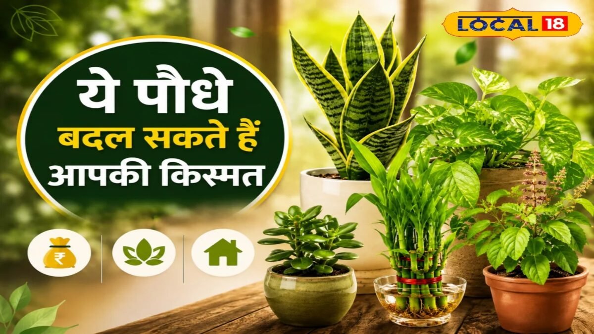 घर के लिए सर्वोत्तम इनडोर पौधे | सकारात्मक ऊर्जा के लिए वास्तु पौधे | घर के लिए शुभ उपाय |
