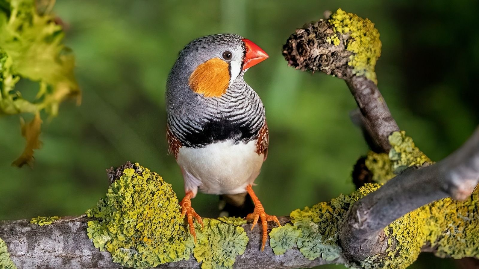 Researcher wins $1,00,000 prize for decoding Zebra Finch calls using AI | Technology News