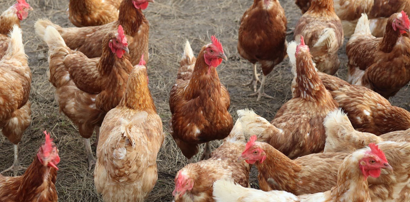 How is the Australian poultry industry preparing for a possible outbreak of bird flu?