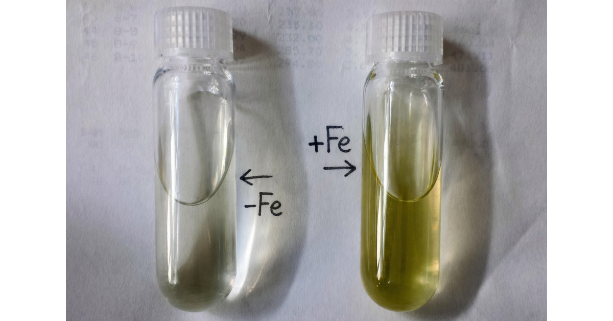 Tiny, abundant ocean alga shows how life thrives where sunlight and iron are scarce