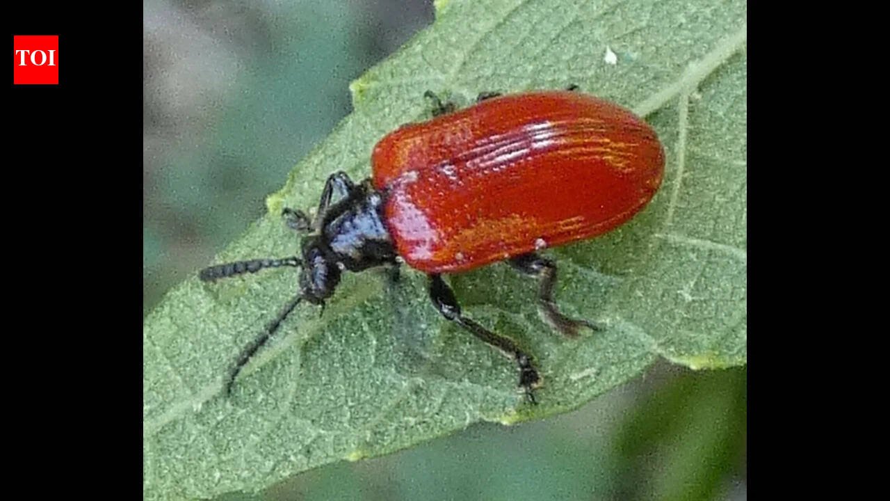 In 2012, USDA and Broward students released air potato beetles in Davie to fight a smothering vine; 16 insects spawned thousands and nearly stripped it bare | World News