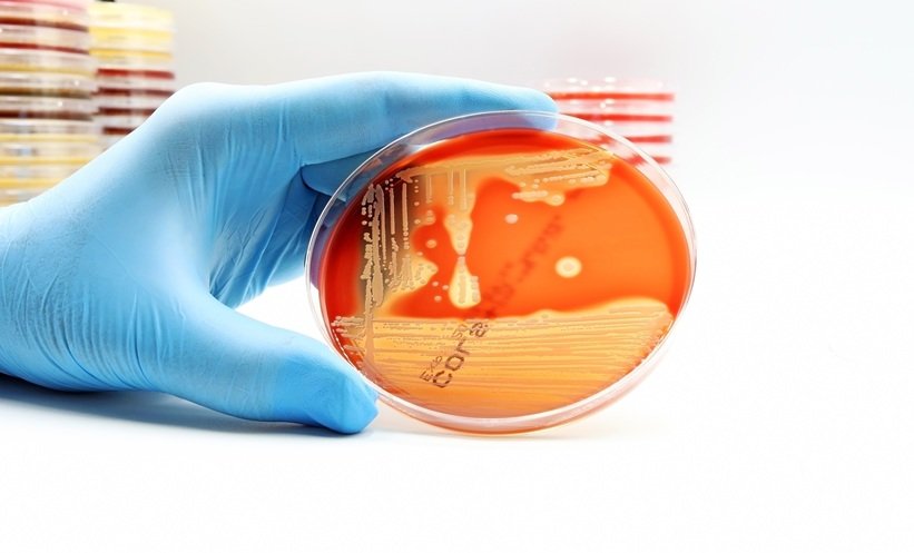 Ginger Compound Boosts Antibiotic Activity Against MRSA