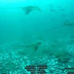 More than 100 eagle rays gathered around a tuna farm off Malta; scientists say it is the largest aggregation of the species ever recorded |