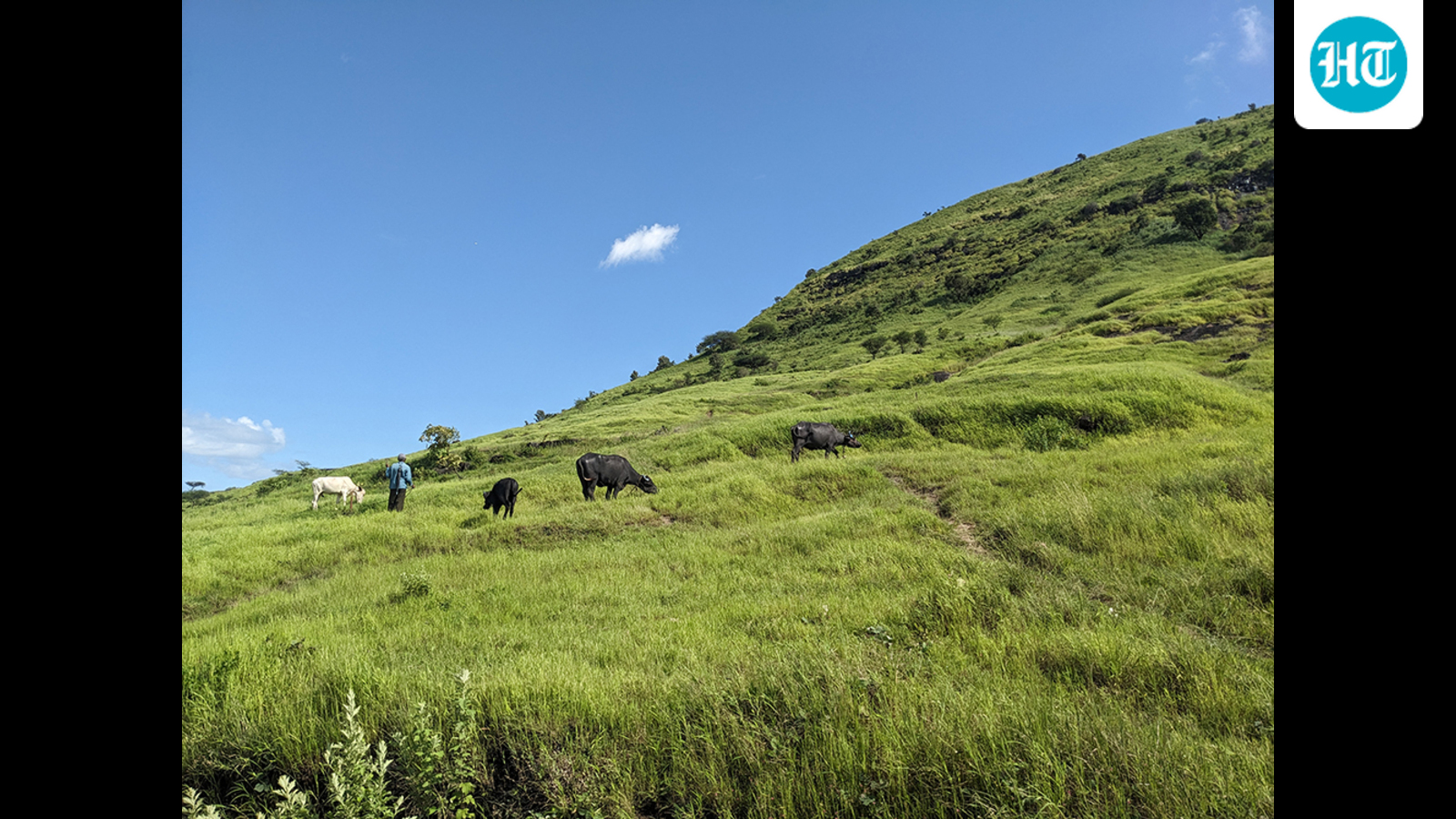 Destroyed grasslands may never fully return to their original ecological state: IISER study