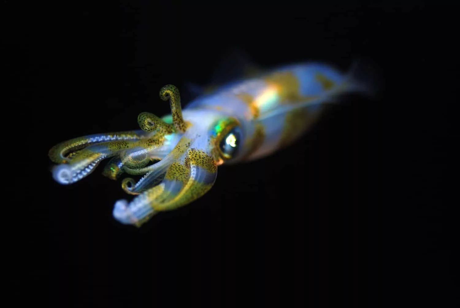 Why warming oceans may hurt Squid populations